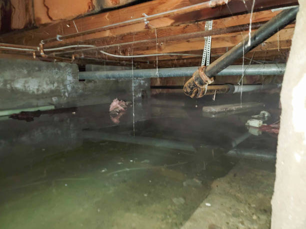 Best Water damage cleanup near me  in Cedar Glen Lakes, NJ